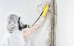 Best Mold Damage Restoration  in Oreland, PA